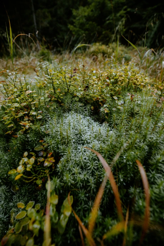 the green and yellow plants are covered with frost