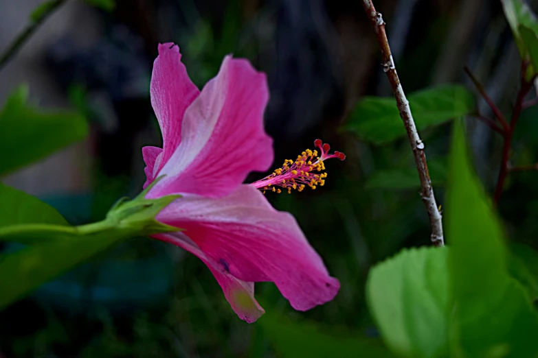 a flower on a tree is still blooming