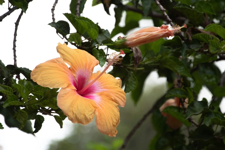 the large flower has red and yellow petals