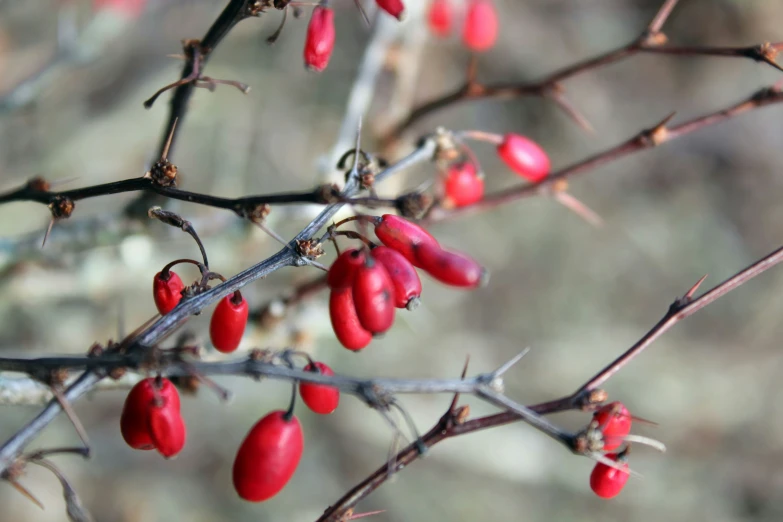 there is red berries hanging off of this tree