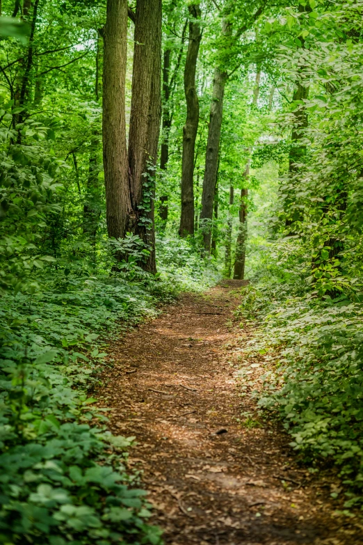 a dirt path leading through a lush green forest