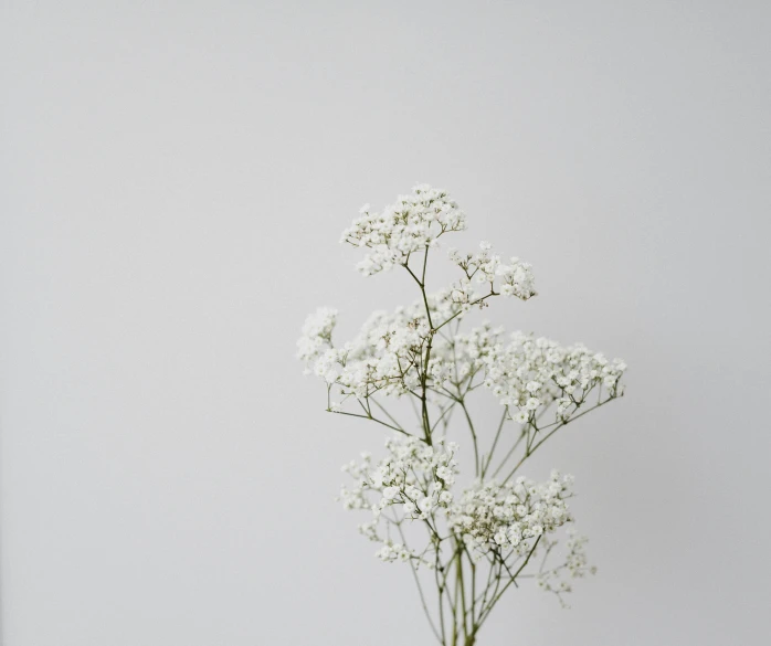 a white vase filled with small flowers on top of a table