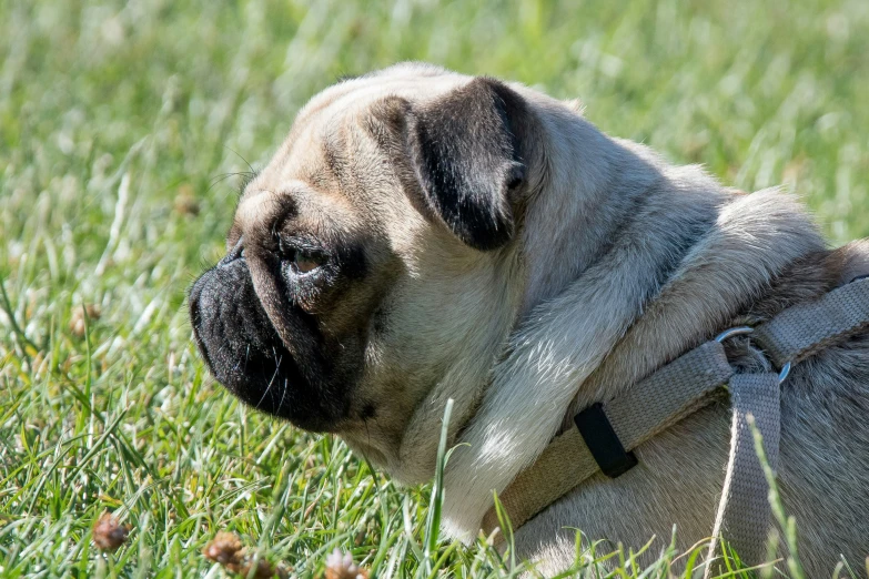 a very cute little pug in the grass