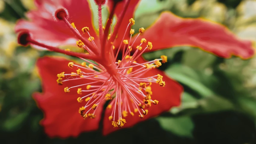 a red flower with yellow stamen petals