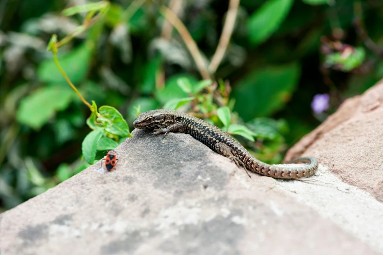 a lizard laying on the rock in front of some green leaves