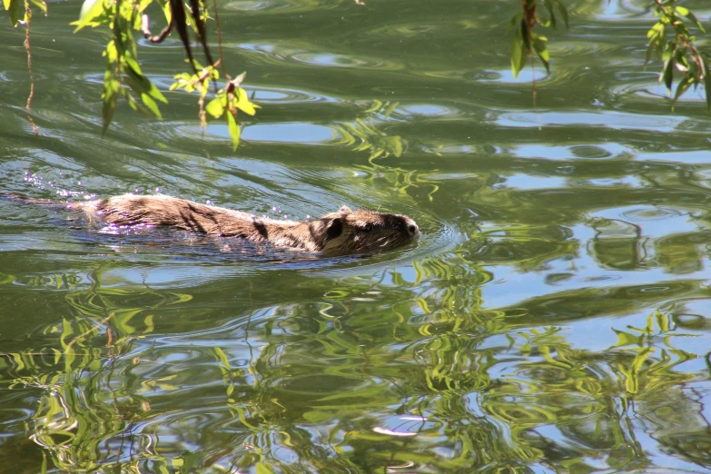 an animal swimming through a body of water