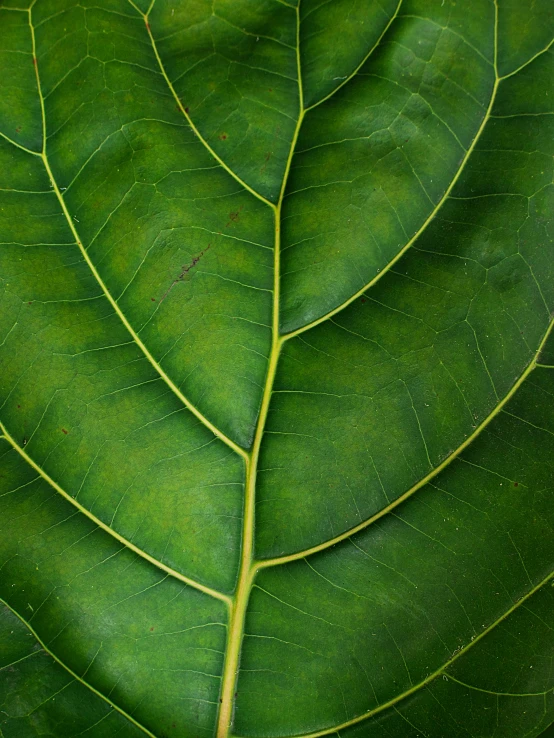 a close up of a leaf from a plant