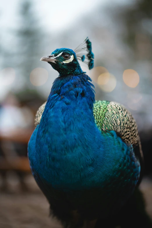 a blue and black bird stands in the dark