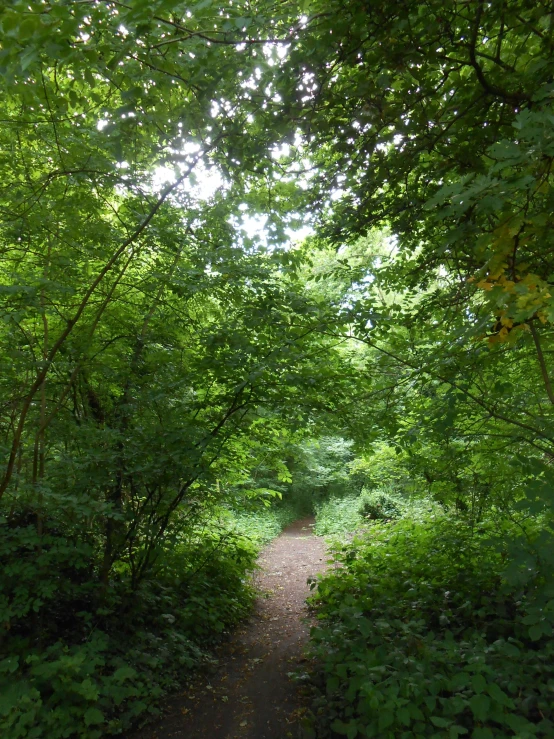 a walk way surrounded by a grove of trees