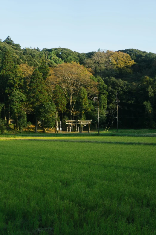 a field that is next to trees in the daytime