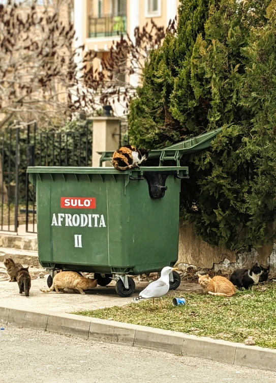 several cats play on the grass from behind a dumpster