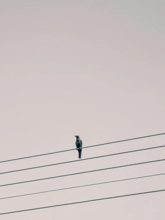 a bird perched on power lines with a sky background