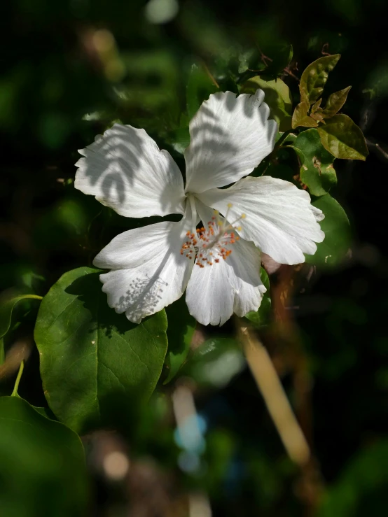 a white flower that is sitting on top of green leaves