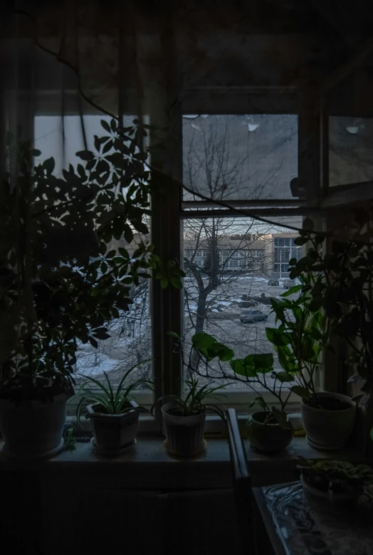 three plants that are in a window with the view of the street