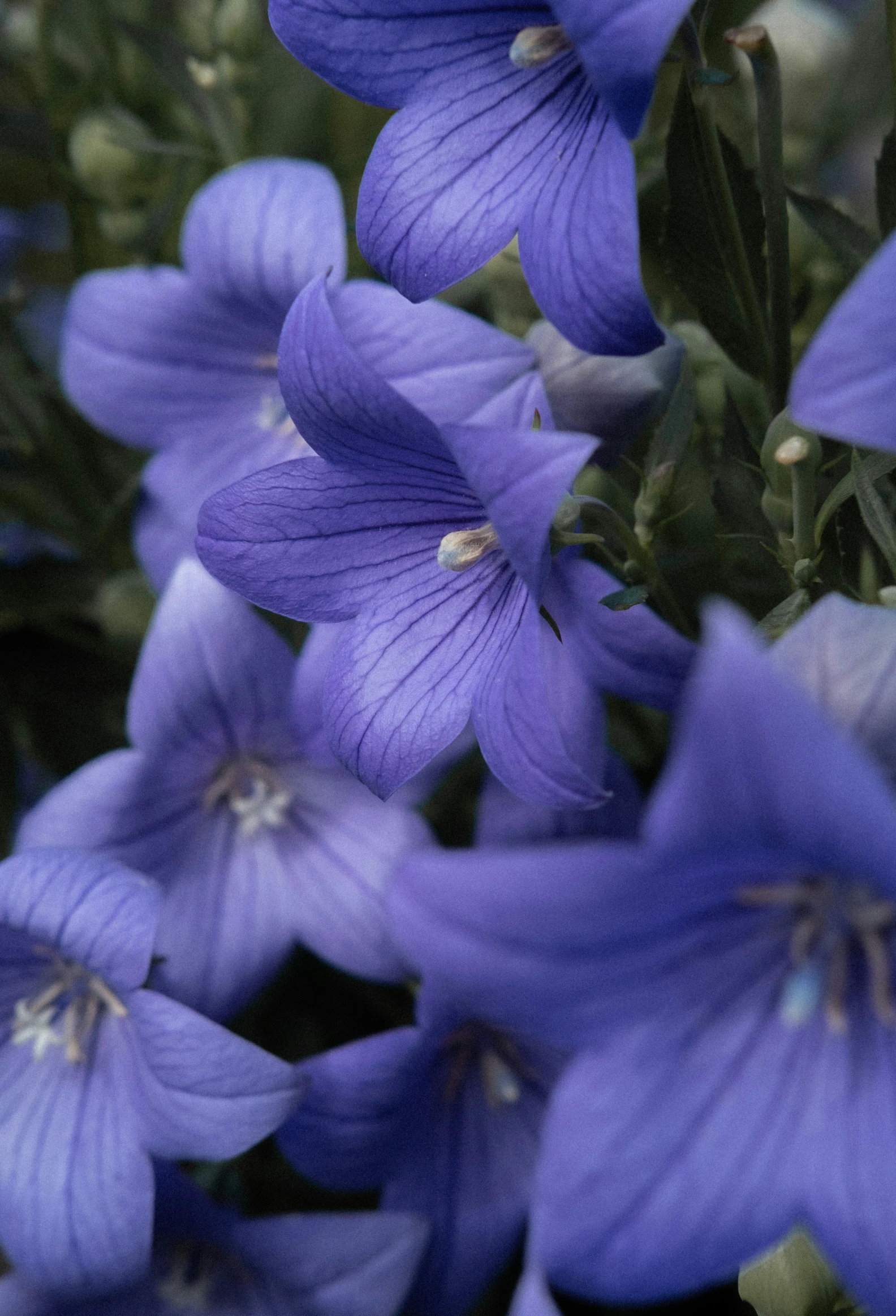 several blue flowers with large leaves next to each other