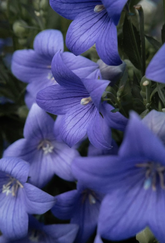 several blue flowers with large leaves next to each other