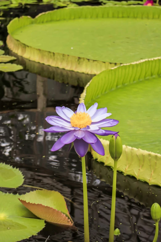 a purple water lily in the middle of leaves