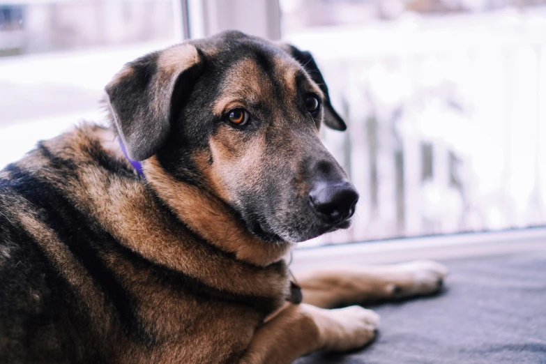 a dog sits on the pavement looking at soing