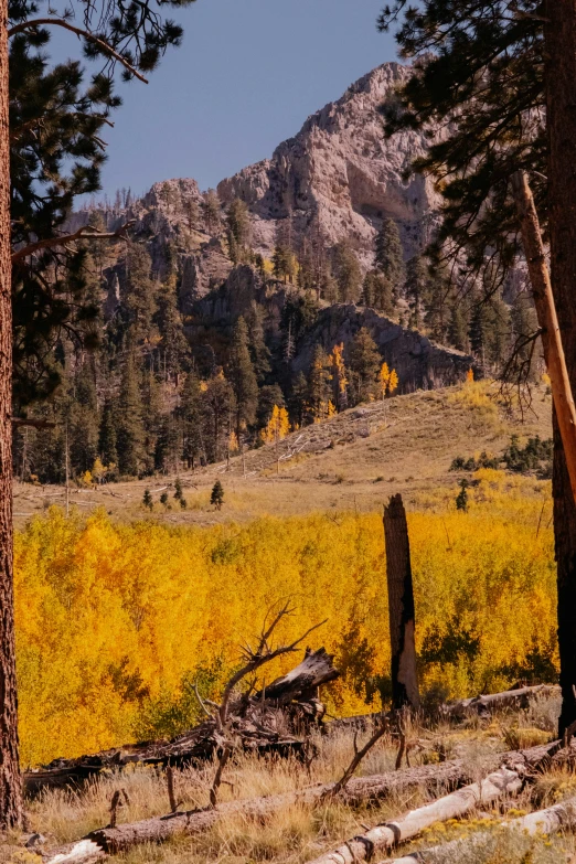 a view of a meadow with mountains in the distance