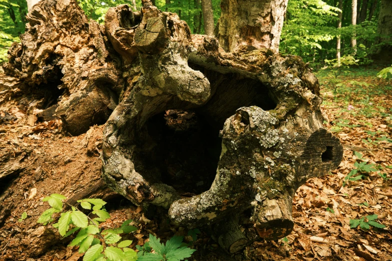 a tree stump in the middle of a wooded area