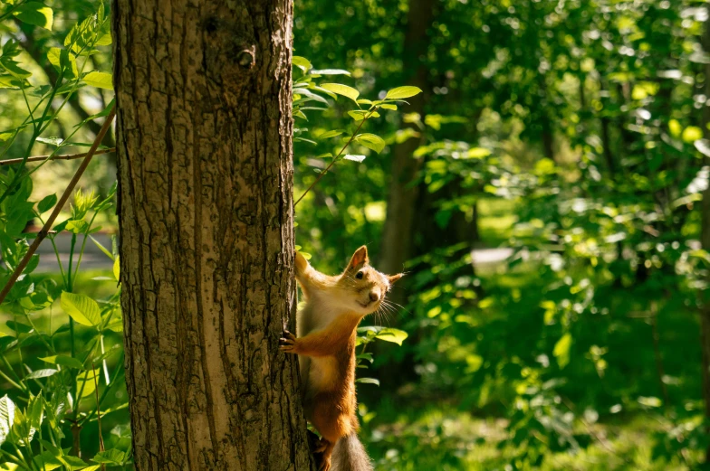 a squirrel standing up against a tree while scratching it's head on the ground