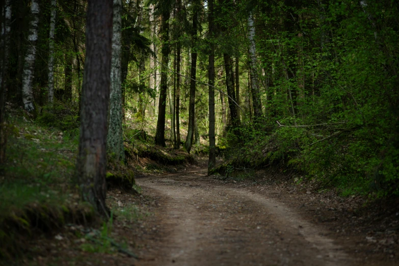 the tree lined road has a dirt track