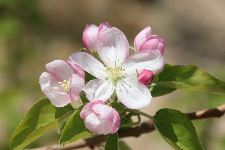 a bunch of flowers with green leaves