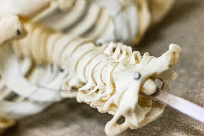 the bones of a cat that are on the ground