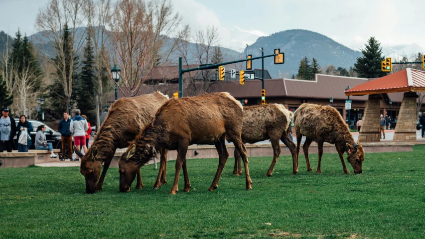 three cows grazing on grass in front of a building