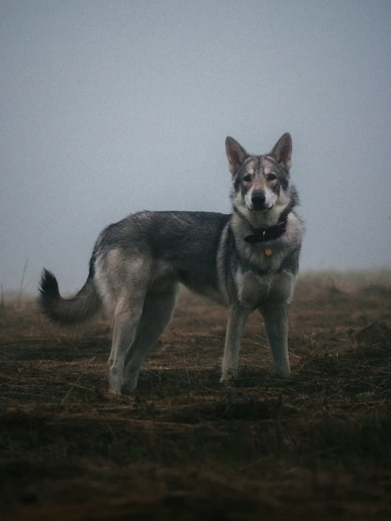 a dog standing on top of a grass field