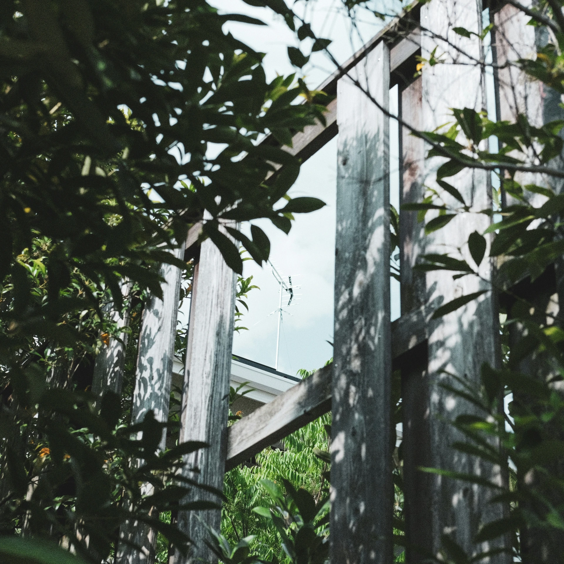 a mirror is seen through the leaves of trees