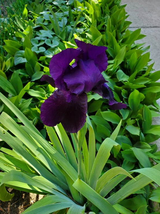 purple iris and grass line a sidewalk in a garden