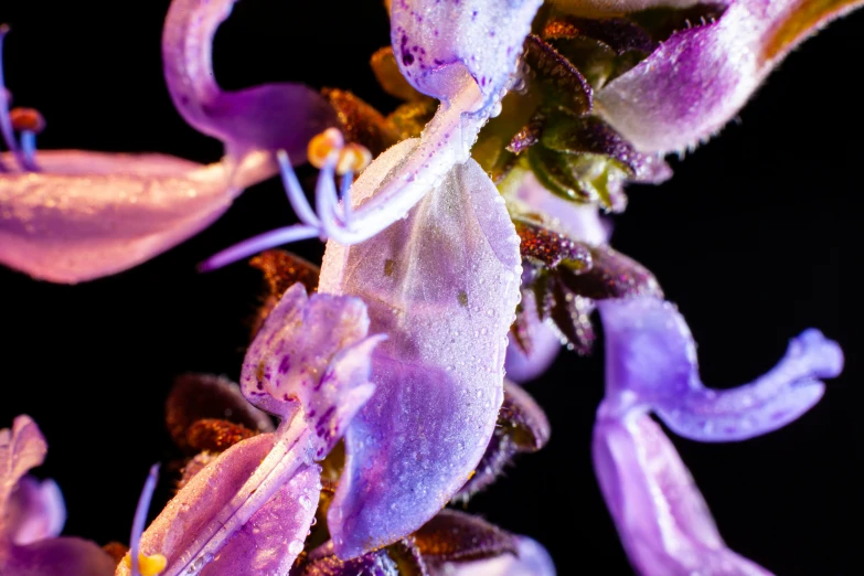 an image of purple flowers blooming in the garden