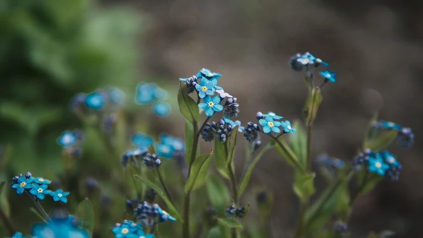 blue flowers in a field with other things