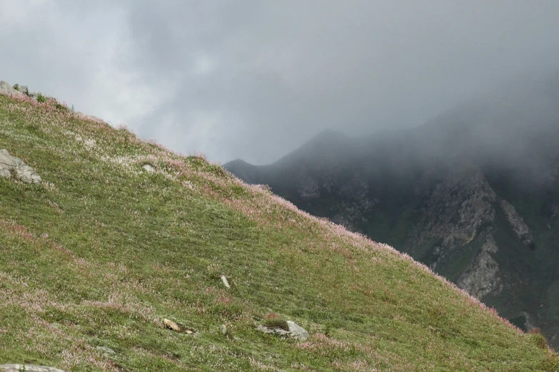 a single lamb standing in the grass next to a mountain