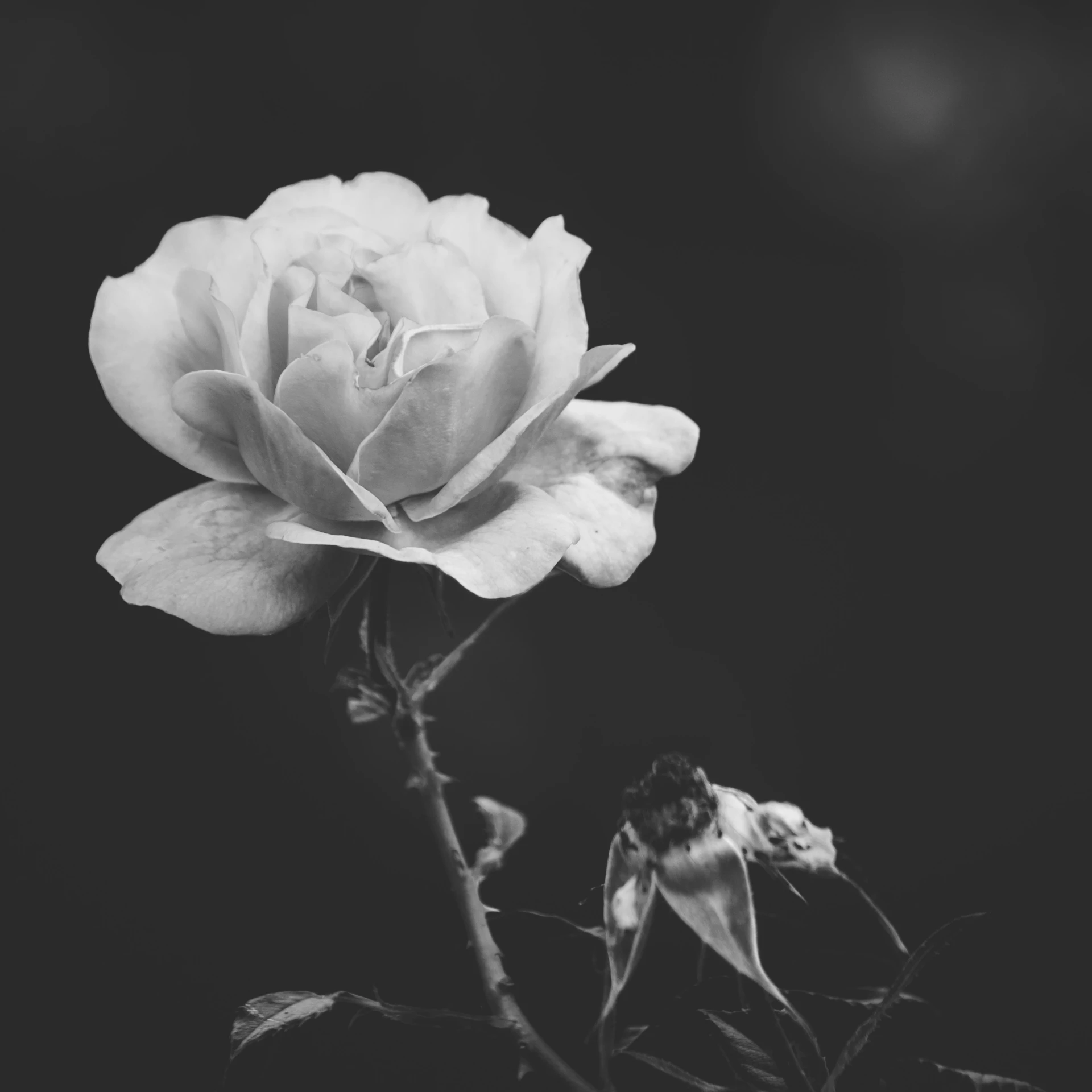 a black and white po of a rose