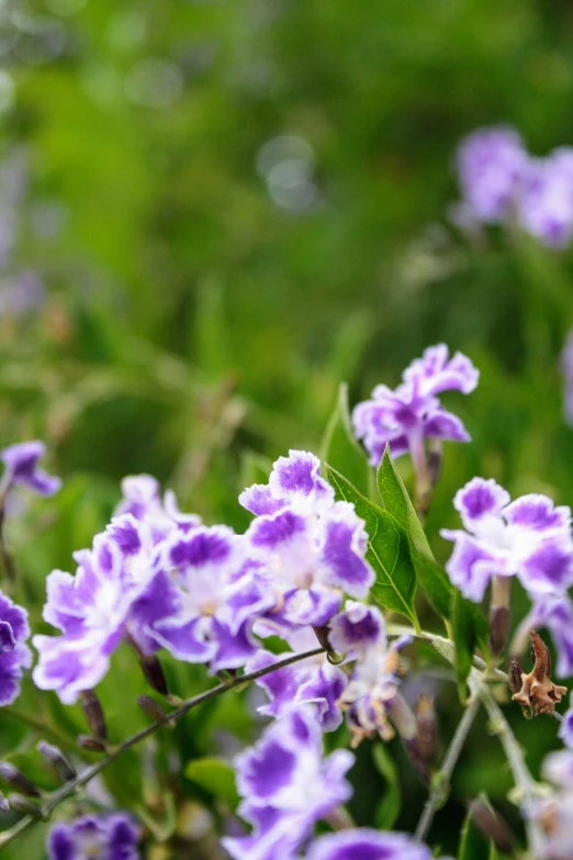 a group of pretty purple flowers blooming out on a field