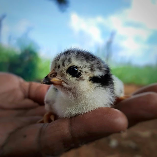 a hand holding a tiny bird on a sandy surface