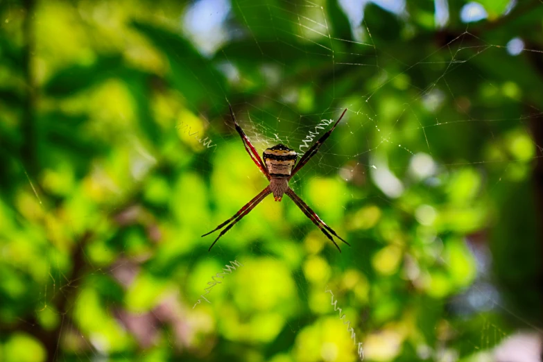a large spider crawling on a web with long legs