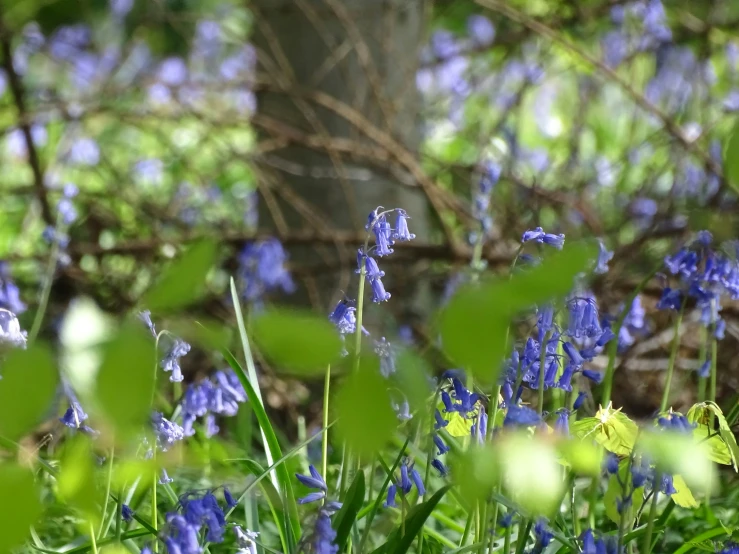 some blue flowers in the grass by a tree
