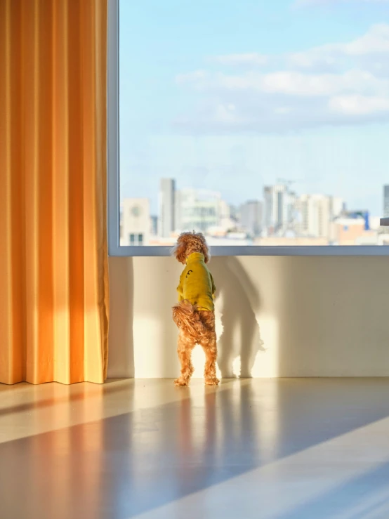 a small dog in a yellow shirt on a sunny day