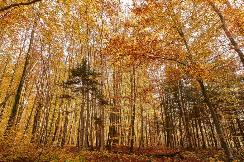 some very tall trees with orange leaves