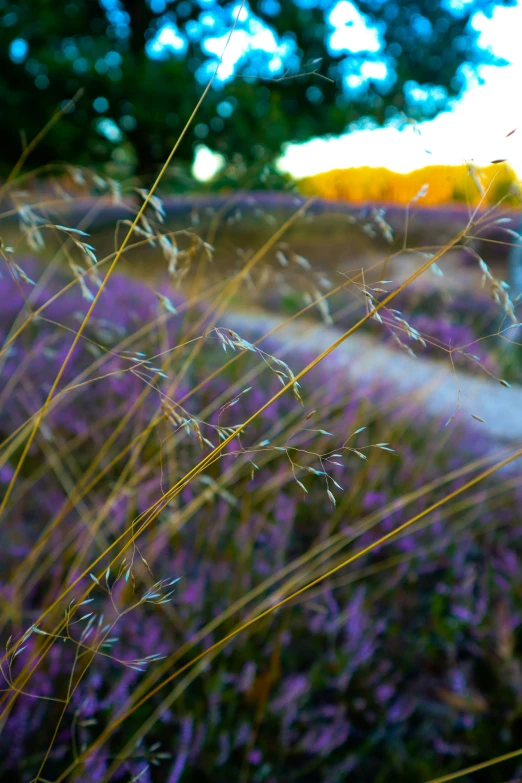 very tall grass that is very tall with some leaves