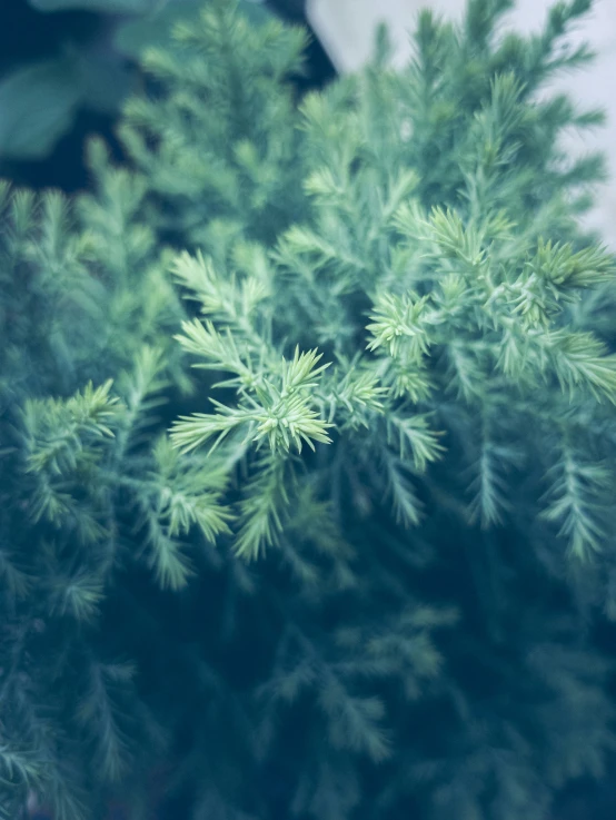 a blurry image of a green plant with little dots
