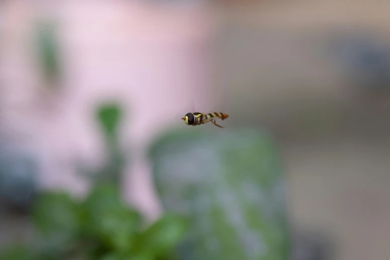 a bee flying near to a large plant