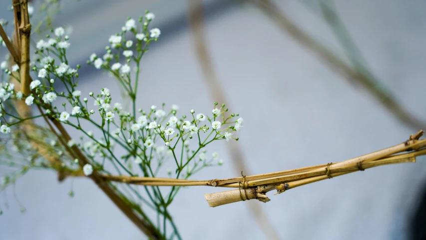 closeup of some white flowers in a bamboo plant