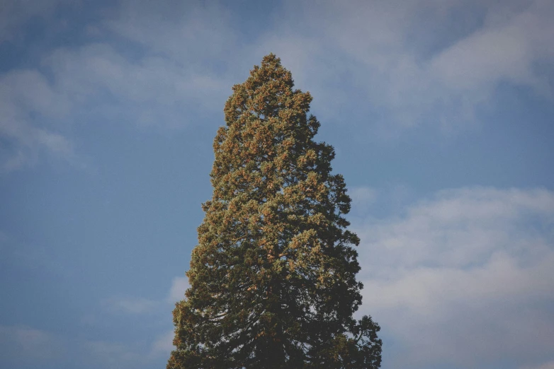 a very tall tree standing in the middle of a field