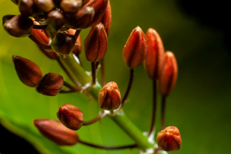 some small, tiny flowers on a stem with some green leaves