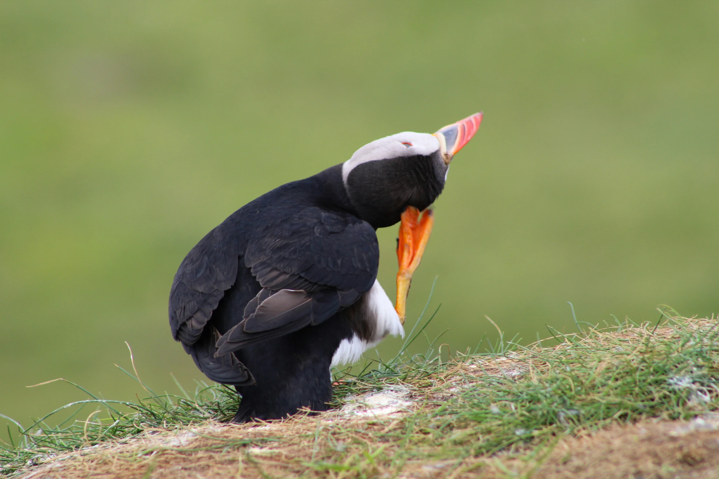 a black and white bird is sitting on the ground