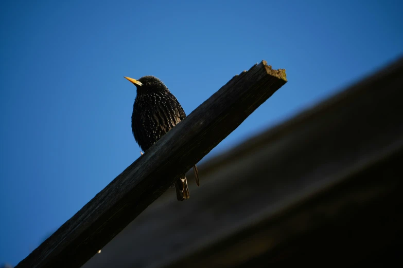 a bird perched on top of a wooden rail